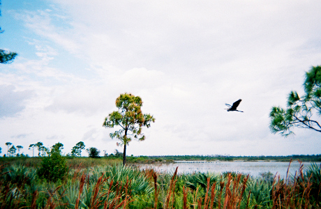 [This is a flat section of land with only a few trees by the water's edge. A great blue heron has its wings above its body as it soars approximately 20-30 feet over the water.]